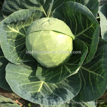 C11 Hongmei early maturity 60 to 70 days hybrid cabbage seeds